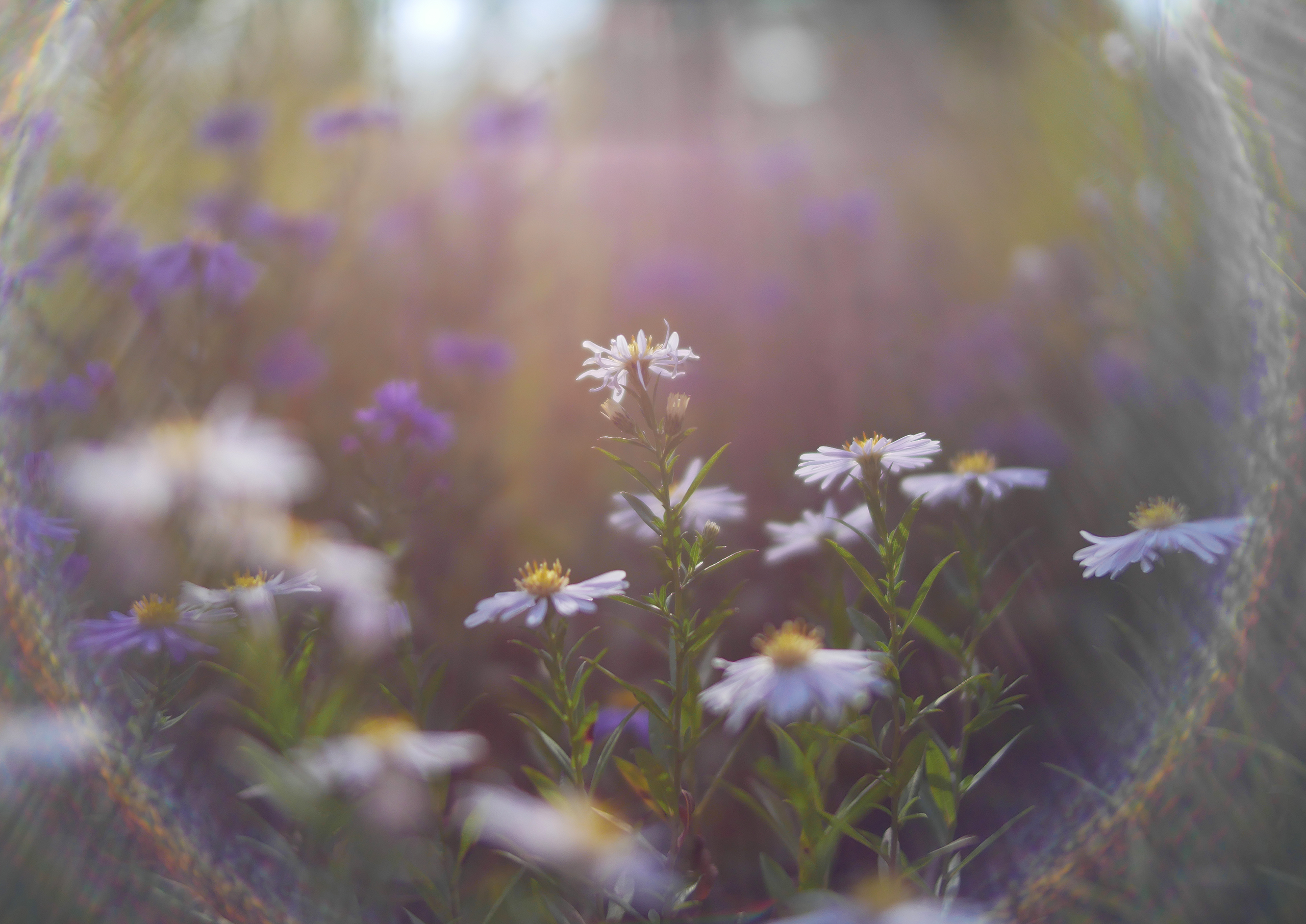imageflower.png
